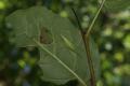 Grasshoppers and Bush-crickets: Oak Bush-cricket - female (Meconema thalassinum)